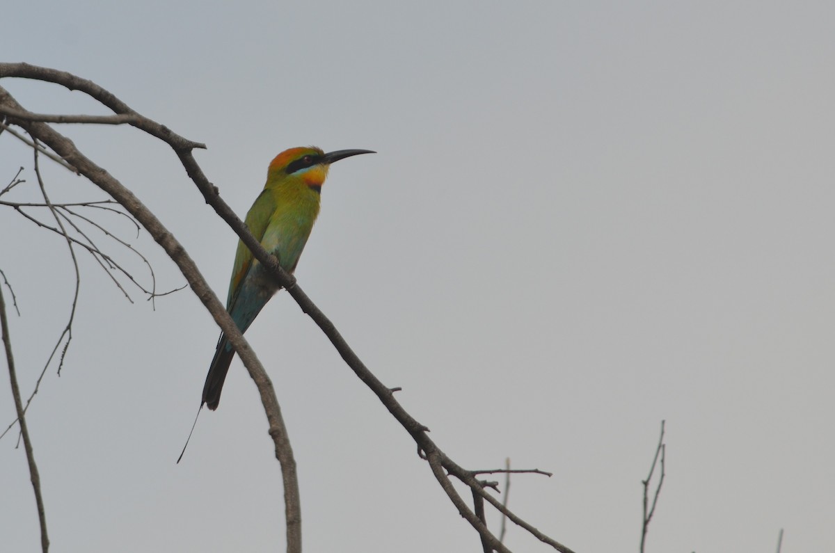 Rainbow Bee-eater - Dirk Tomsa