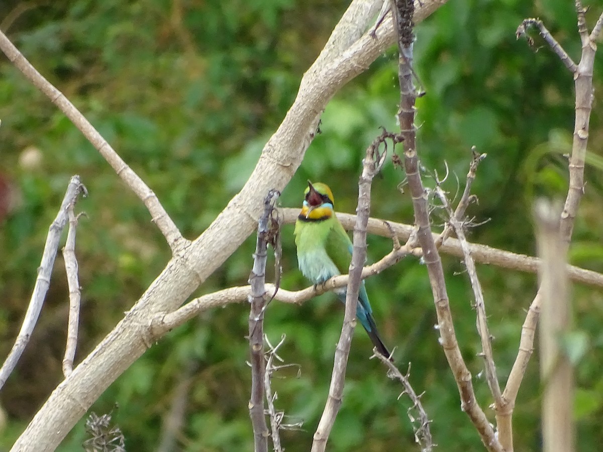 Rainbow Bee-eater - Richard Murray