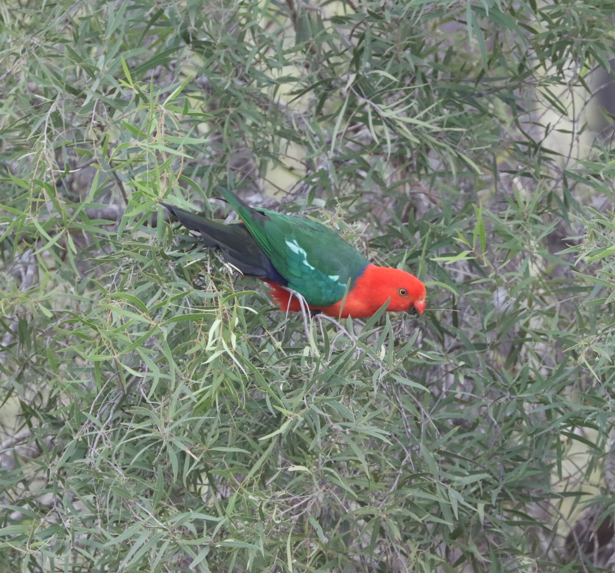 Australian King-Parrot - Cheryl McIntyre