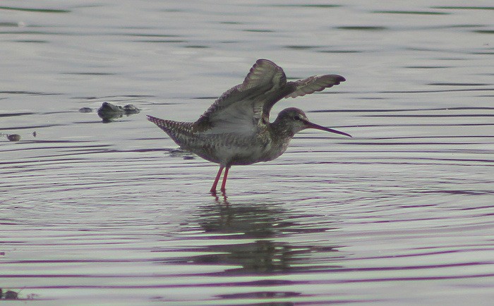 Spotted Redshank - Theo Stowell