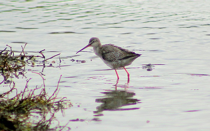 Spotted Redshank - ML71059401