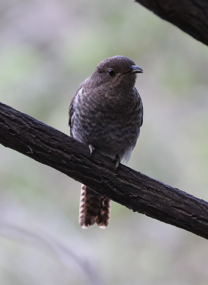 Fan-tailed Cuckoo - Cheryl McIntyre