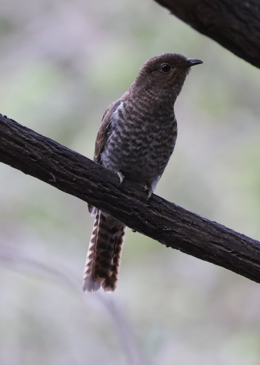 Fan-tailed Cuckoo - ML71059481