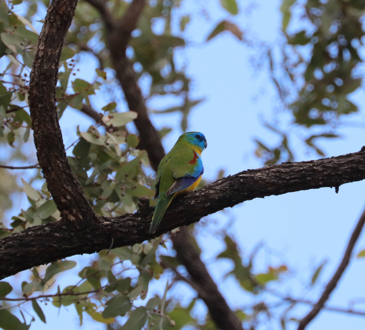 Turquoise Parrot - Cheryl McIntyre