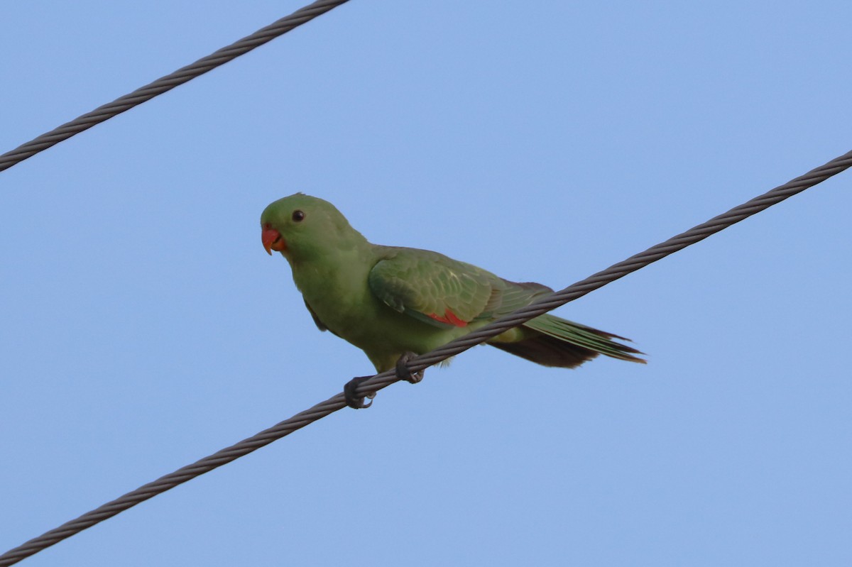Red-winged Parrot - Cheryl McIntyre