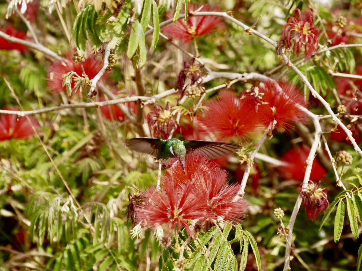 White-throated Hummingbird - ML71061821