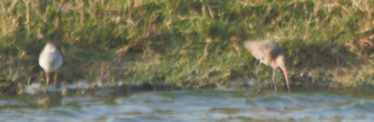 Black-tailed Godwit - ML71062091