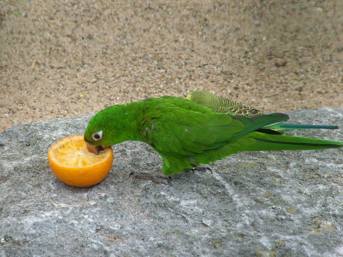 Hispaniolan Parakeet - Nico Rosseel