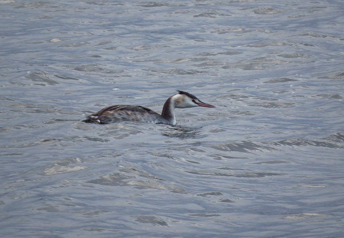 Great Crested Grebe - Ray Scally