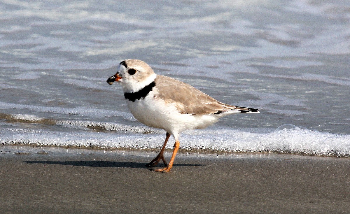 Piping Plover - Mike Fung