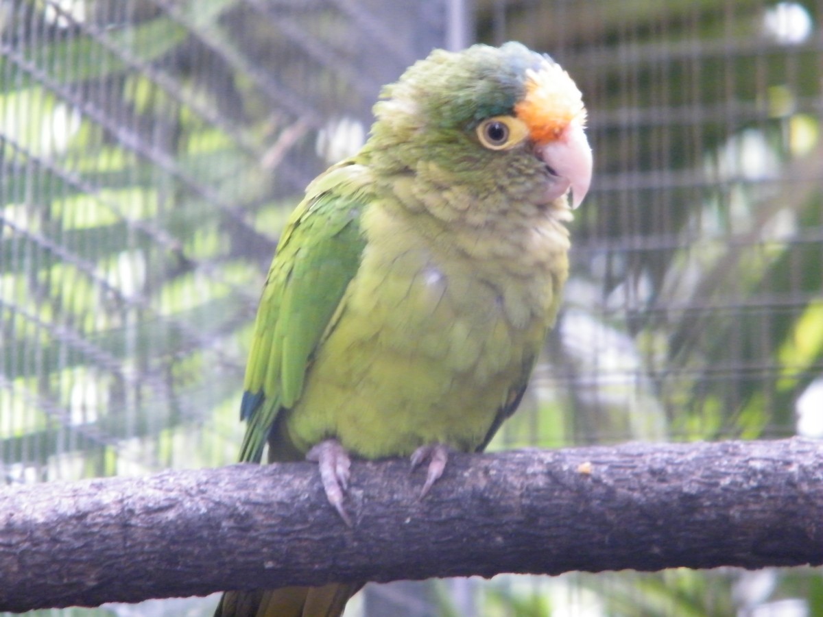Orange-fronted Parakeet - Nico Rosseel