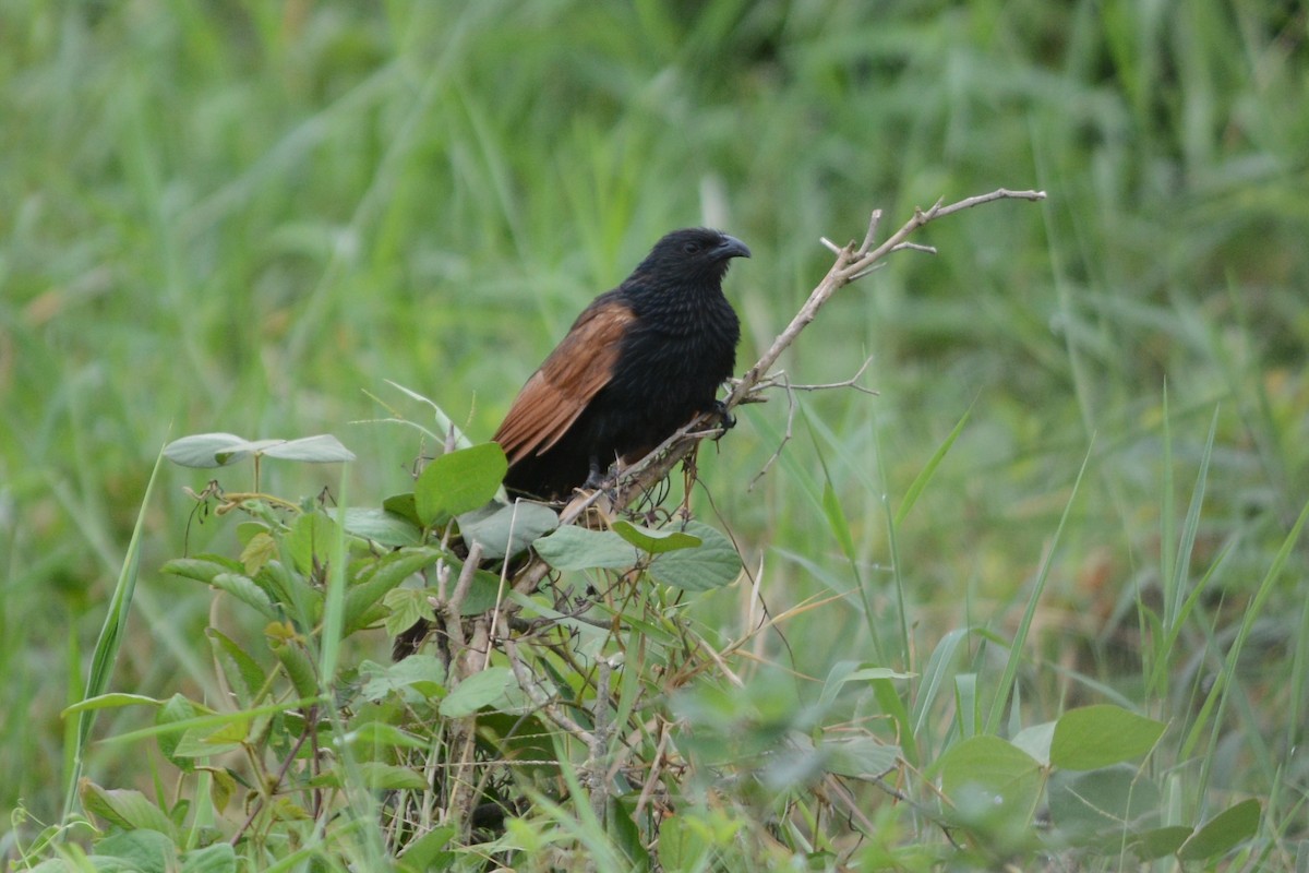 Lesser Coucal - Cathy Pasterczyk
