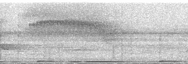 klatremaurvarsler (anabatinus gr.) - ML71065