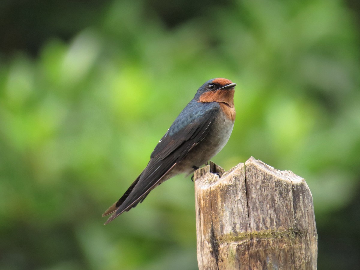 Pacific Swallow - ML71065051