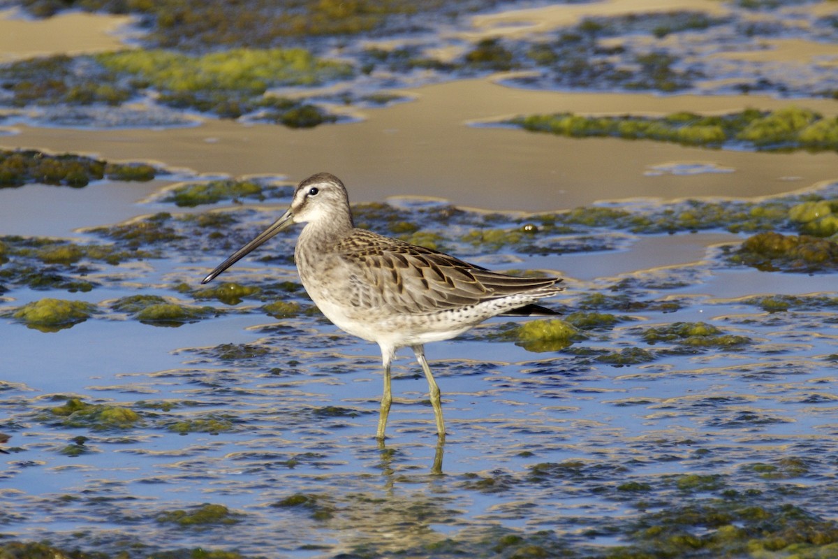 Long-billed Dowitcher - ML71065411
