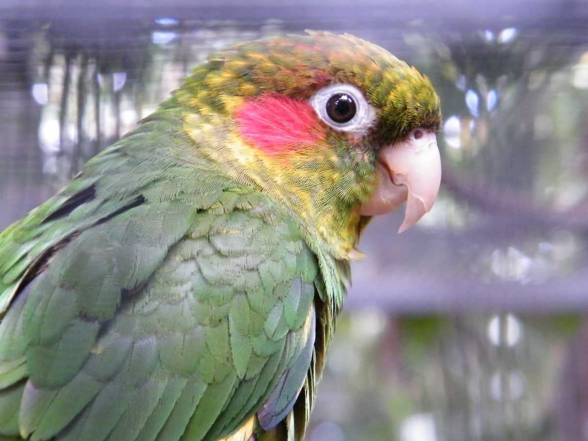 Sulphur-winged Parakeet - Nico Rosseel