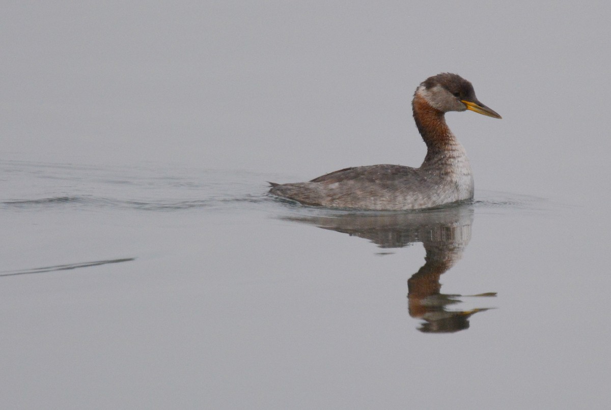 Red-necked Grebe - ML71066351