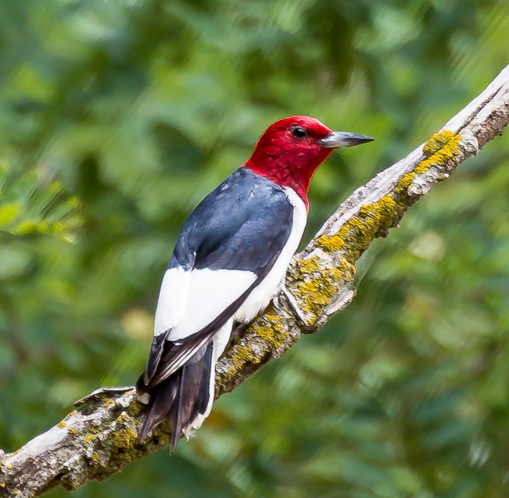 Red-headed Woodpecker - Jim Merritt