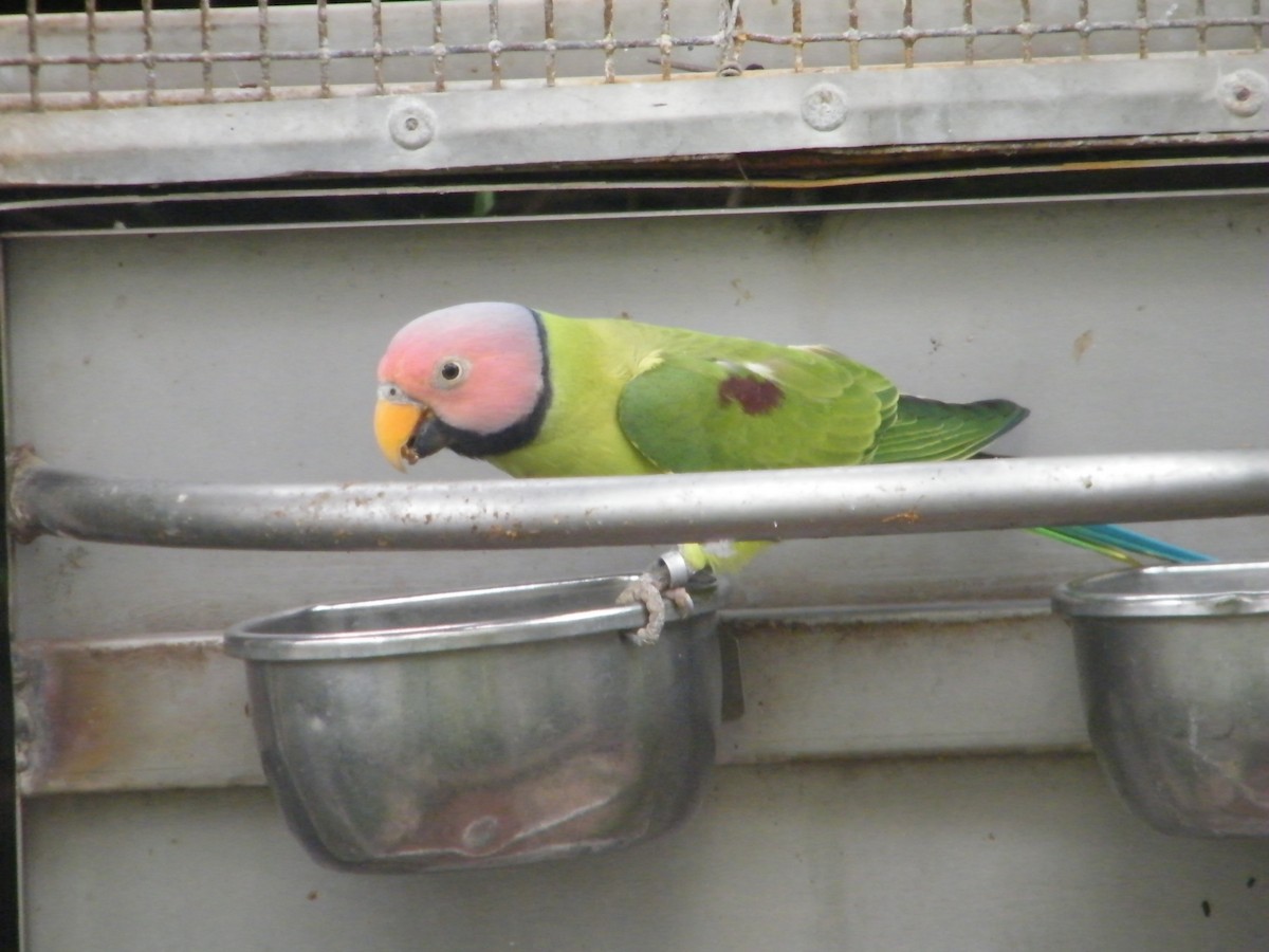 Blossom-headed Parakeet - Nico Rosseel