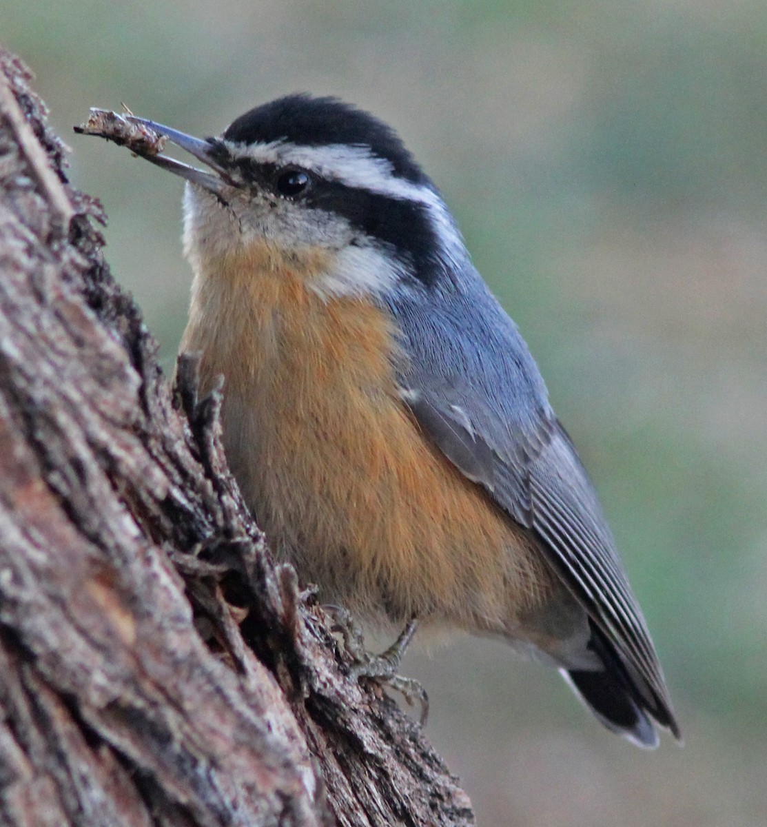 Red-breasted Nuthatch - David Goodward