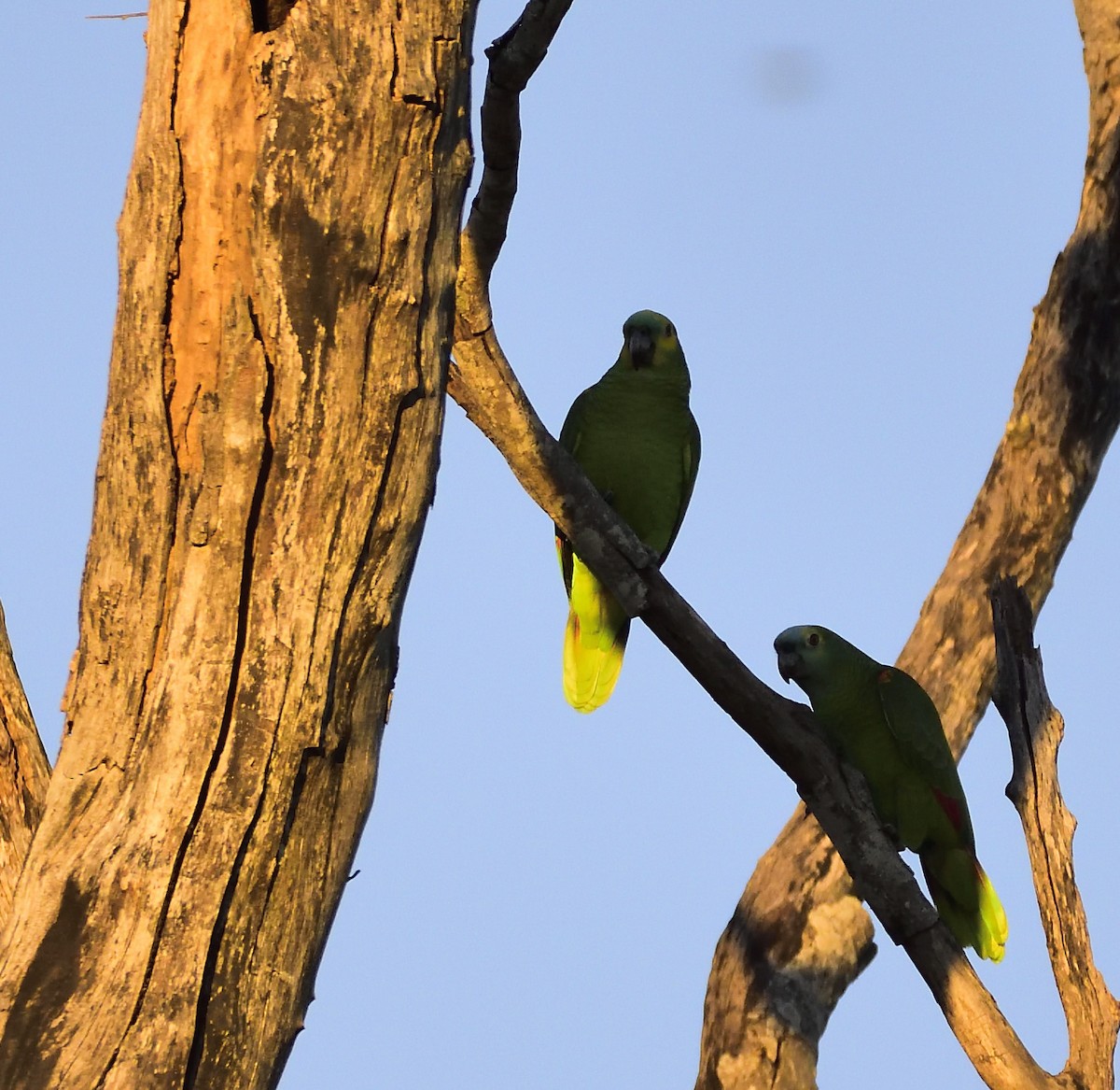 Turquoise-fronted Parrot - Miguel Ansenuza