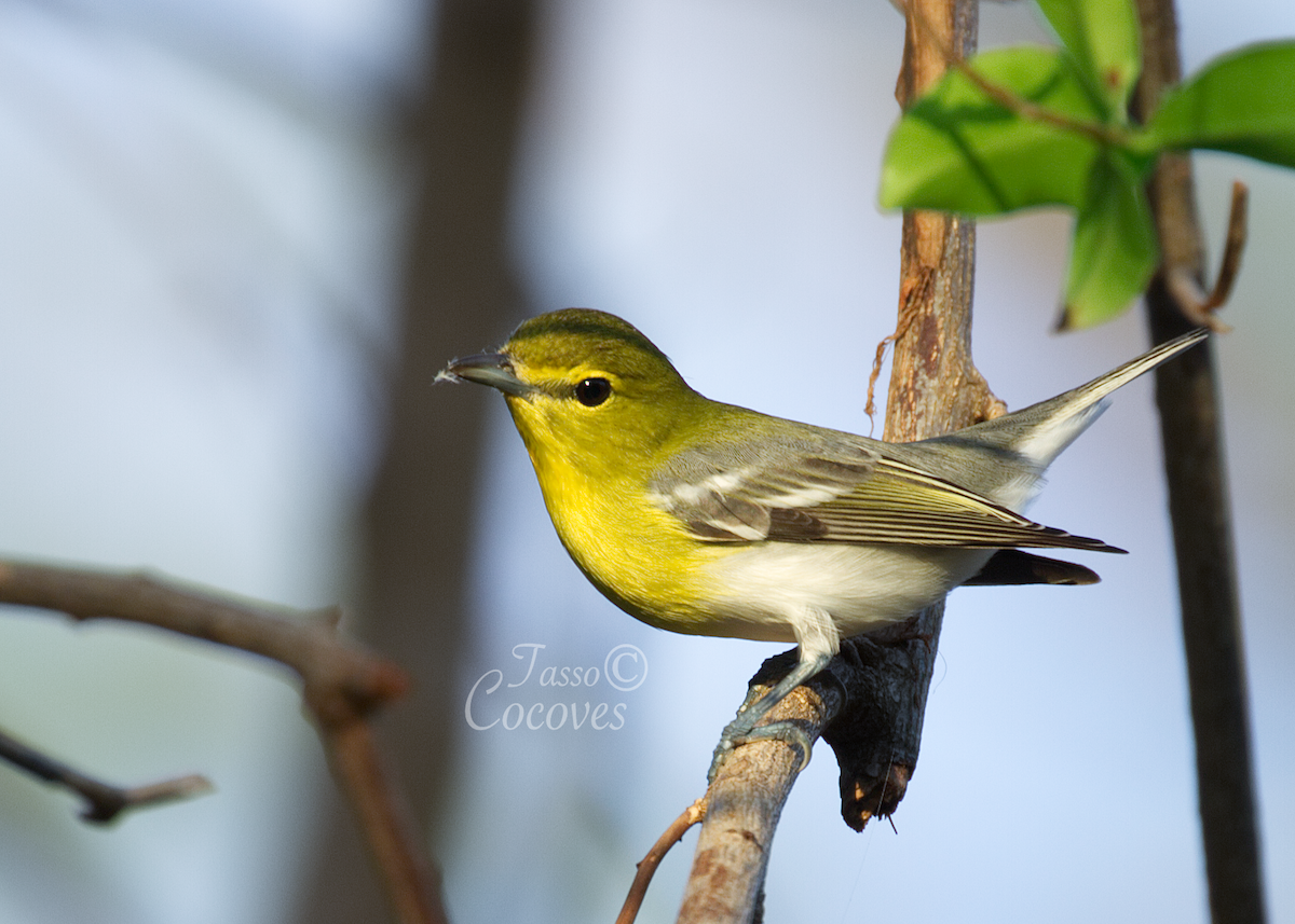 Yellow-throated Vireo - Tasso  Cocoves