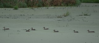 Blue-winged Teal, ML71070731