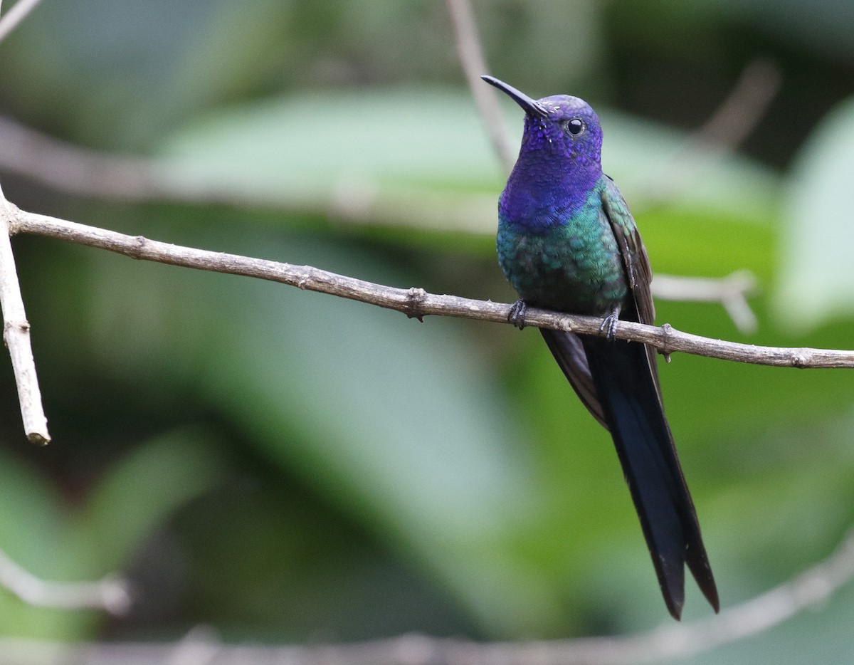 Swallow-tailed Hummingbird - Dave Curtis