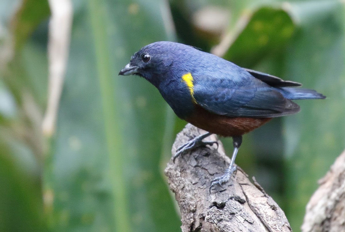 Chestnut-bellied Euphonia - Dave Curtis