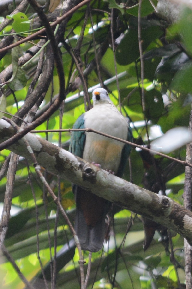 Maroon-chinned Fruit-Dove - ML71073961
