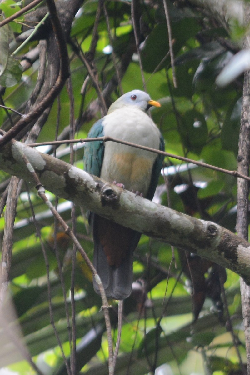 Maroon-chinned Fruit-Dove - ML71073971