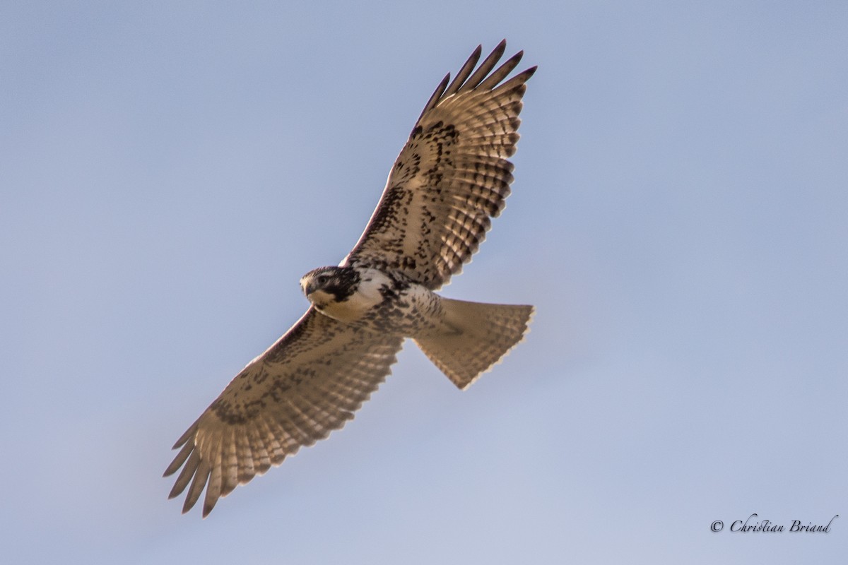 Red-tailed Hawk - Christian Briand