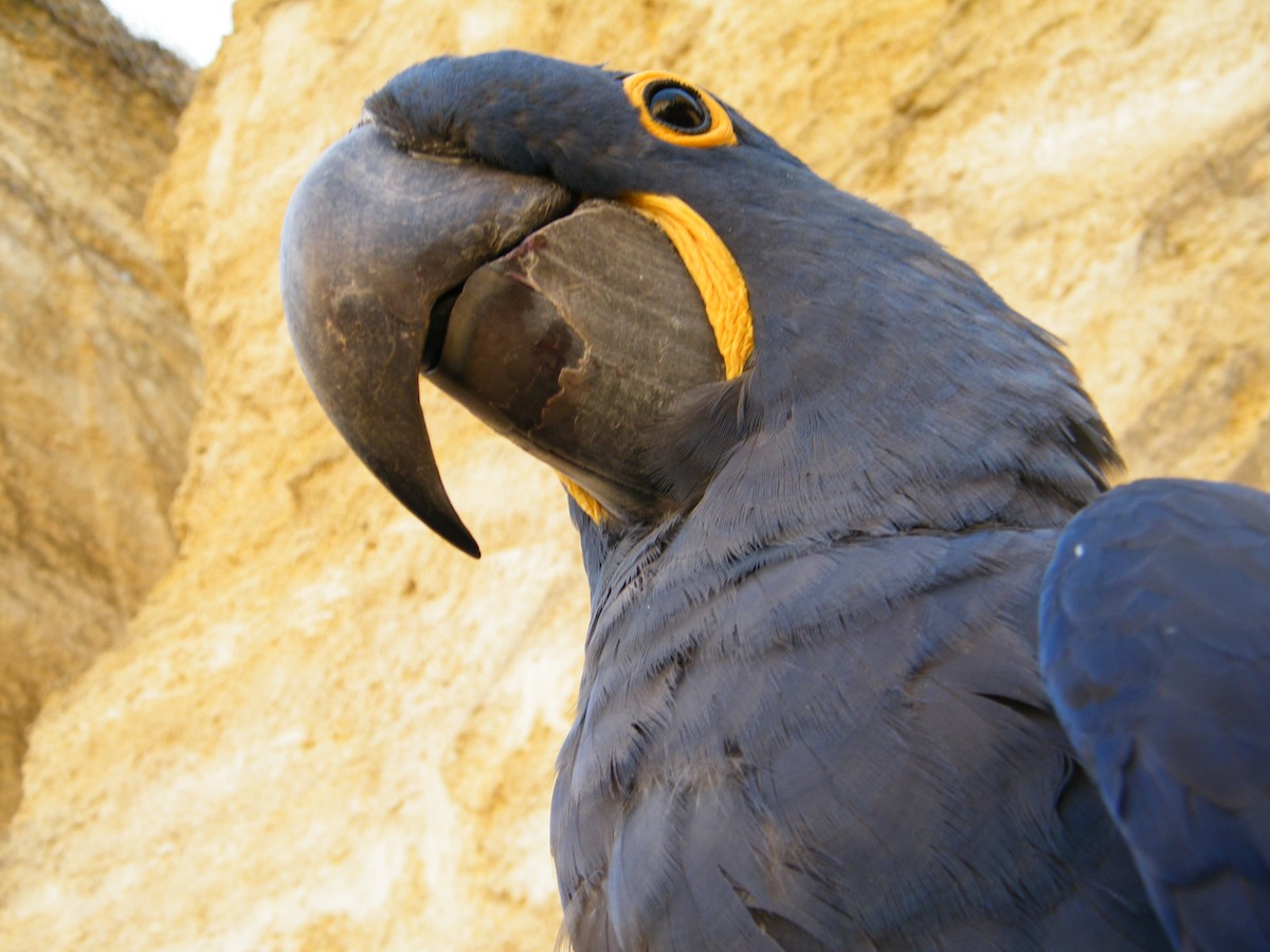 Hyacinth Macaw - Nico Rosseel