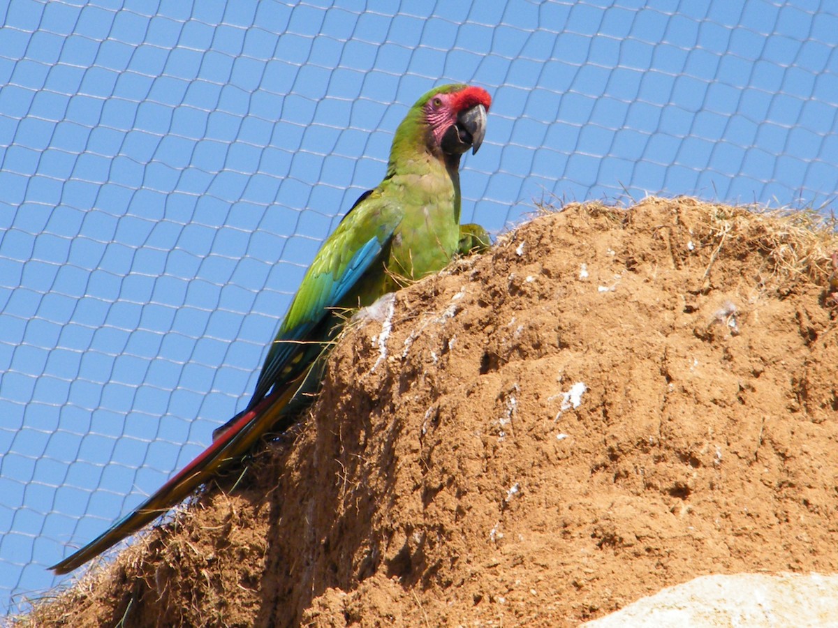 Military Macaw - Nico Rosseel