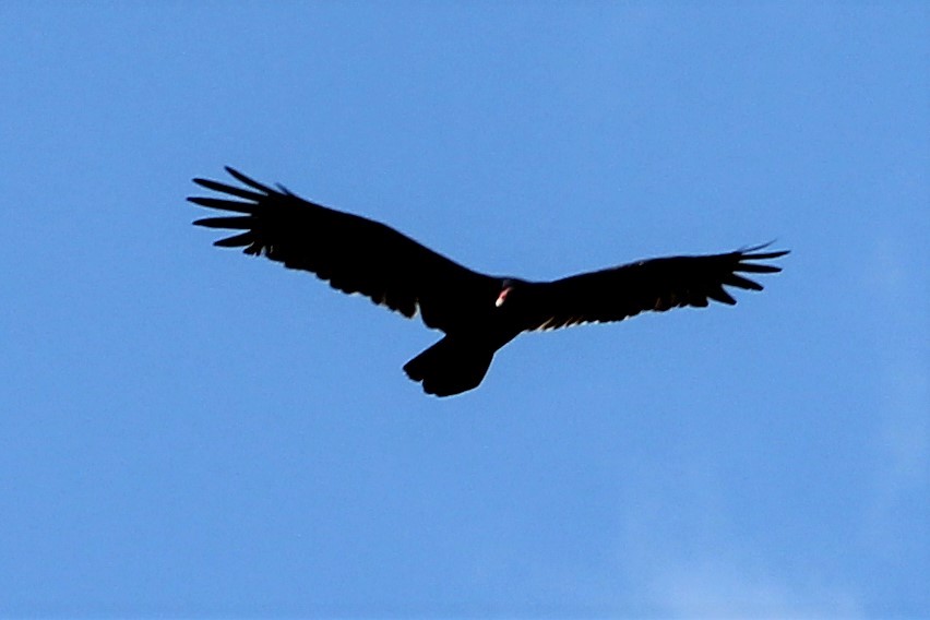 Turkey Vulture - Shannon Daniels