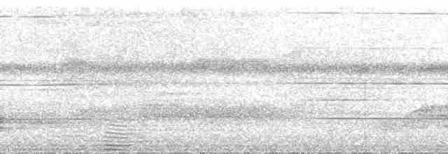 White-throated Thrush (White-throated) - ML71079