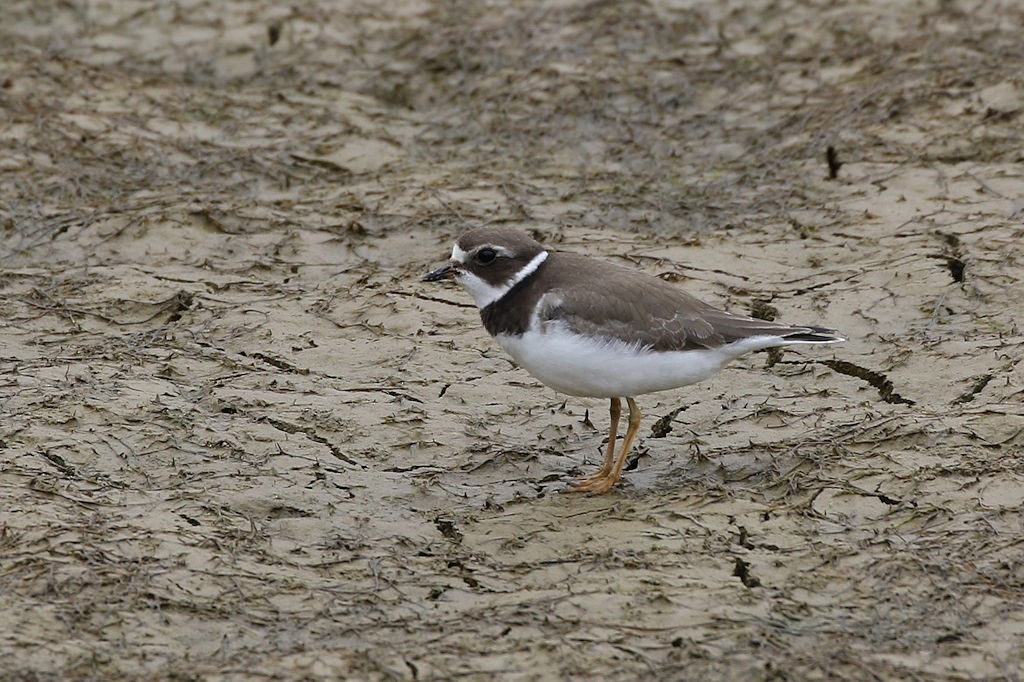 Semipalmated Plover - ML71080031