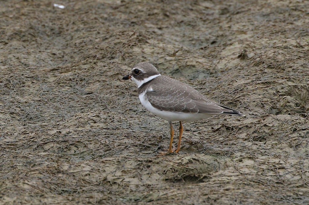 Semipalmated Plover - ML71080041