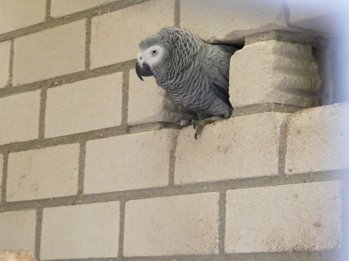Gray Parrot (Gray) - Nico Rosseel