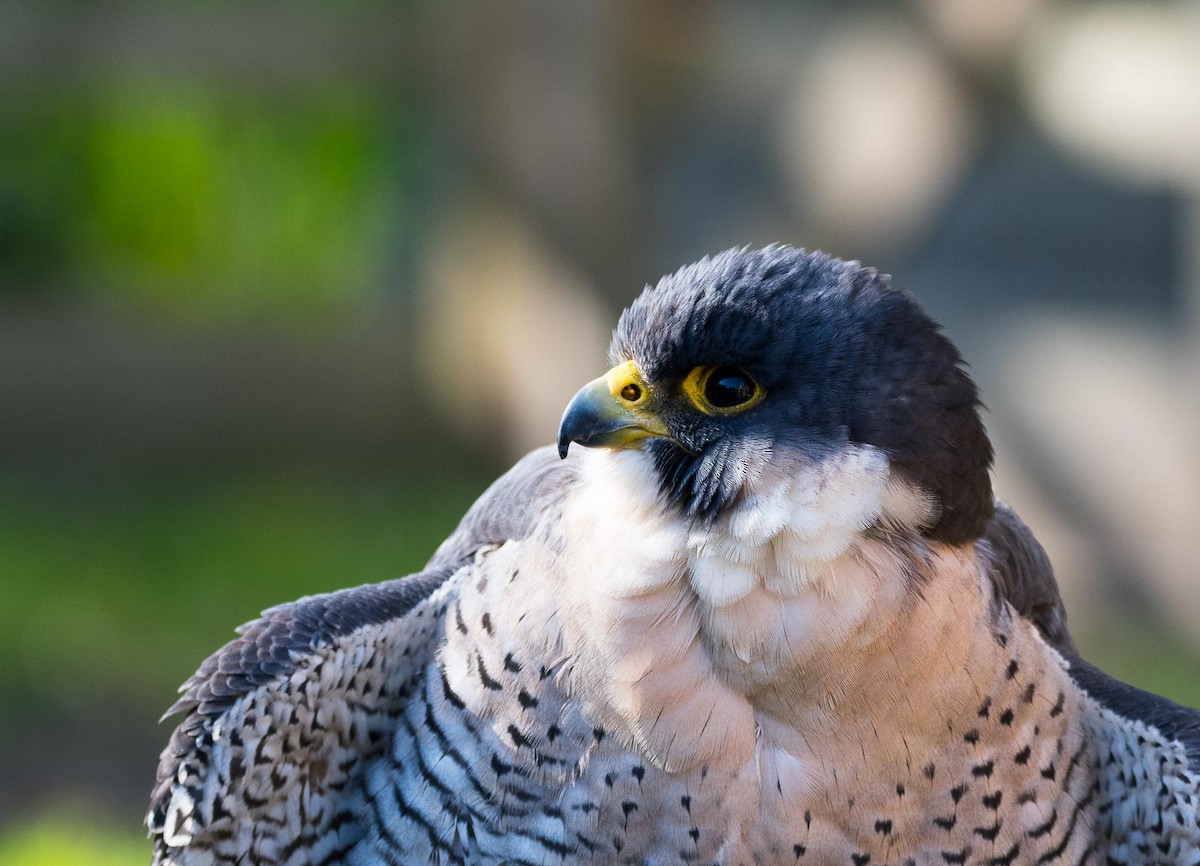 Peregrine Falcon (Eurasian) - Eric Francois Roualet
