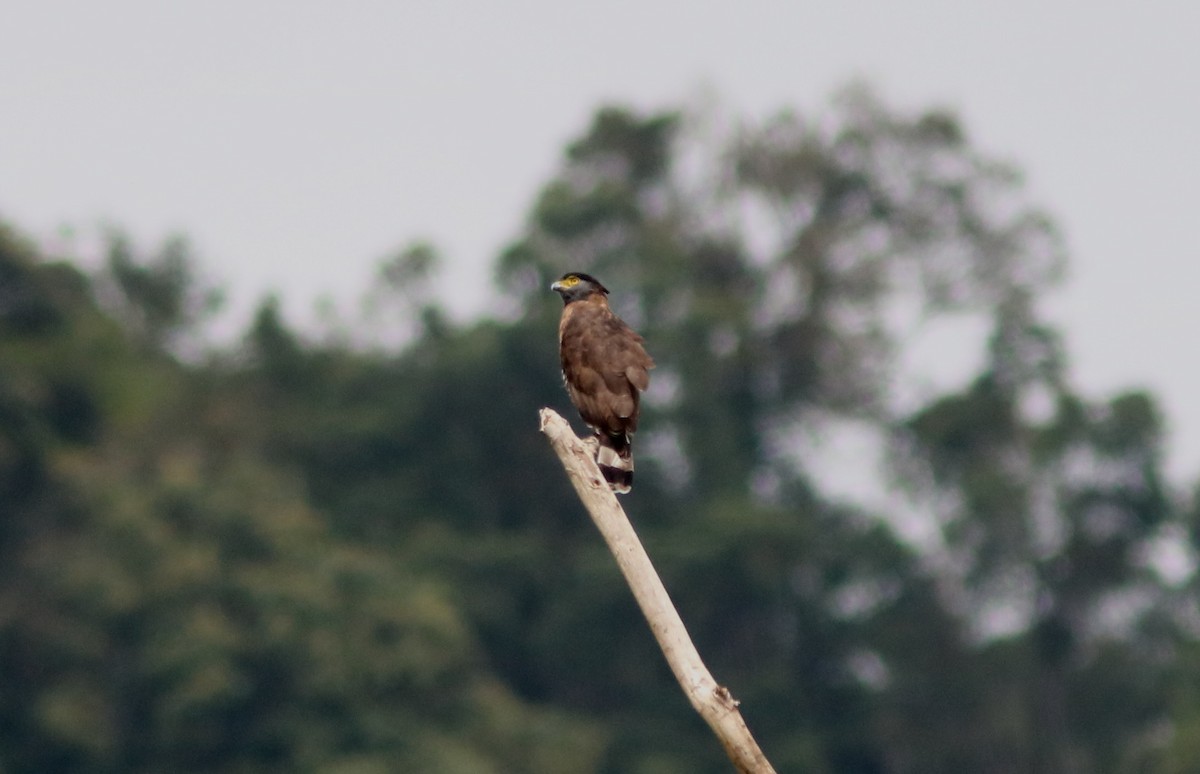 Sulawesi Serpent-Eagle - ML71082341