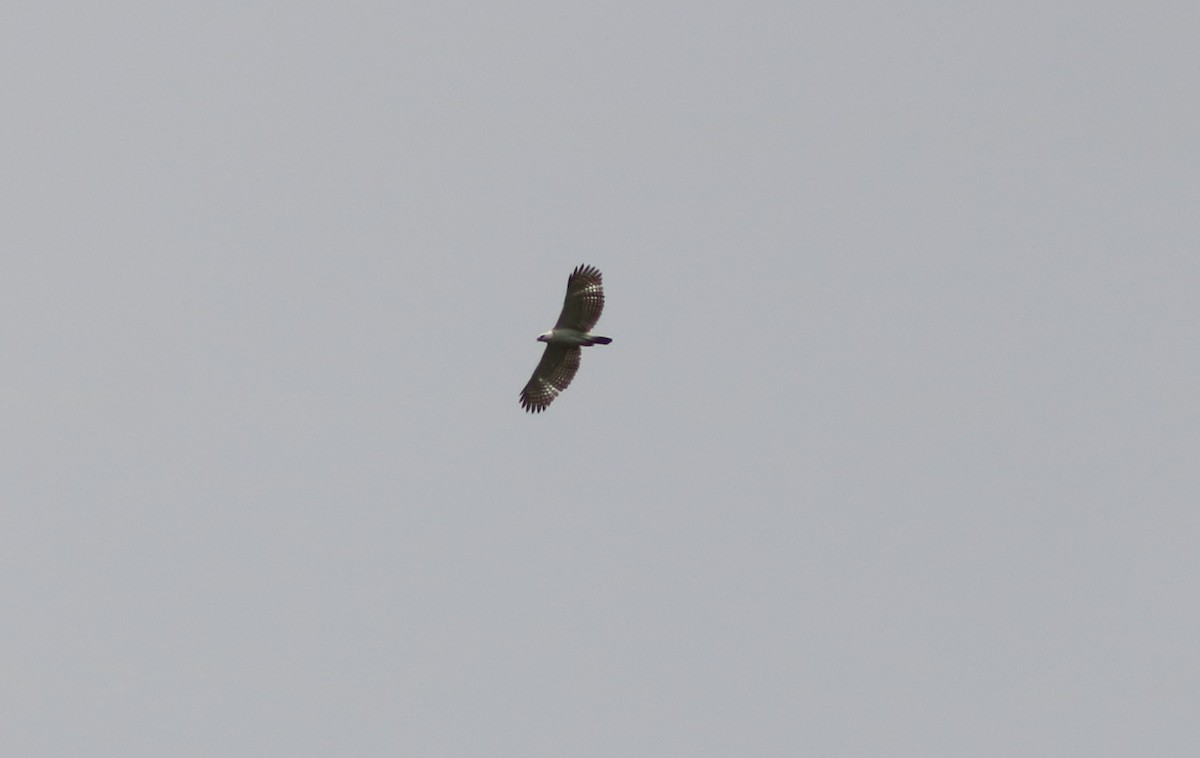 Sulawesi Hawk-Eagle - ML71082391