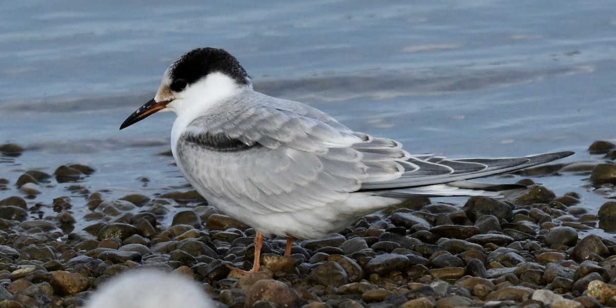 Common Tern - Lee Funderburg