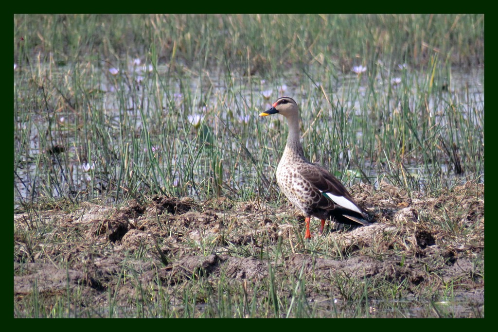 Indian Spot-billed Duck - ML710829