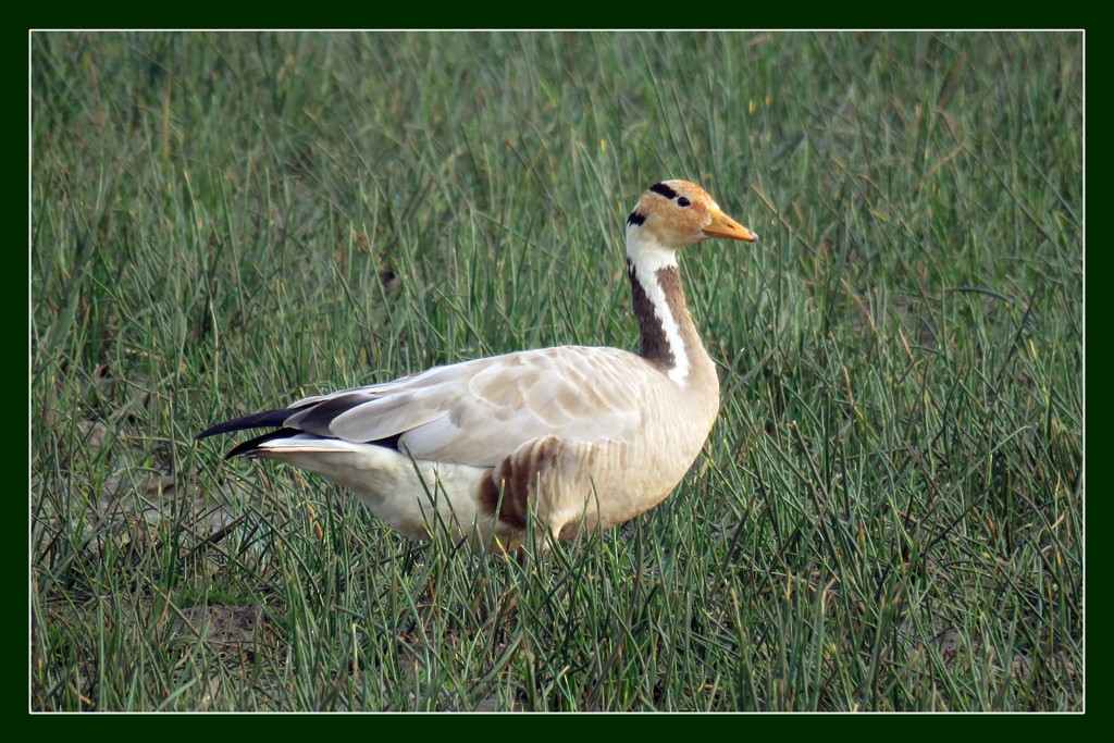 Bar-headed Goose - ML710837