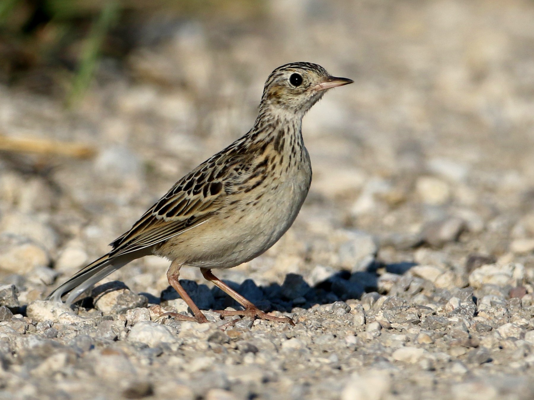 Sprague's Pipit - Jay McGowan