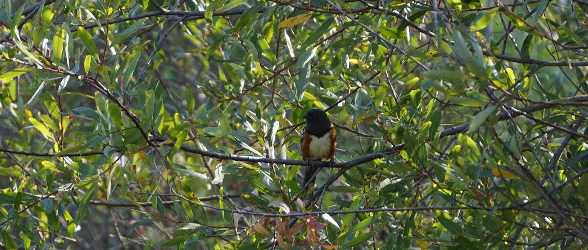 Spotted Towhee - Justin Neal