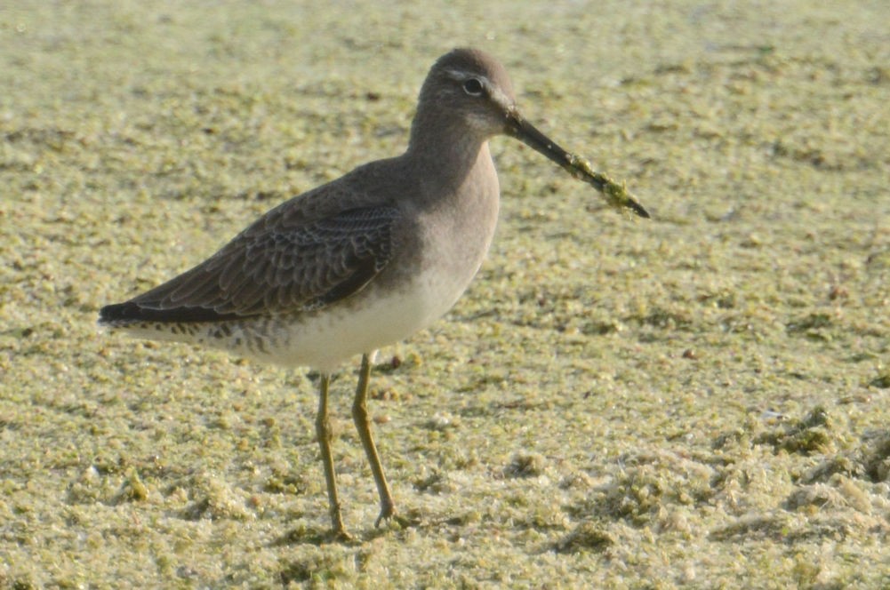 Long-billed Dowitcher - Lewis Gray
