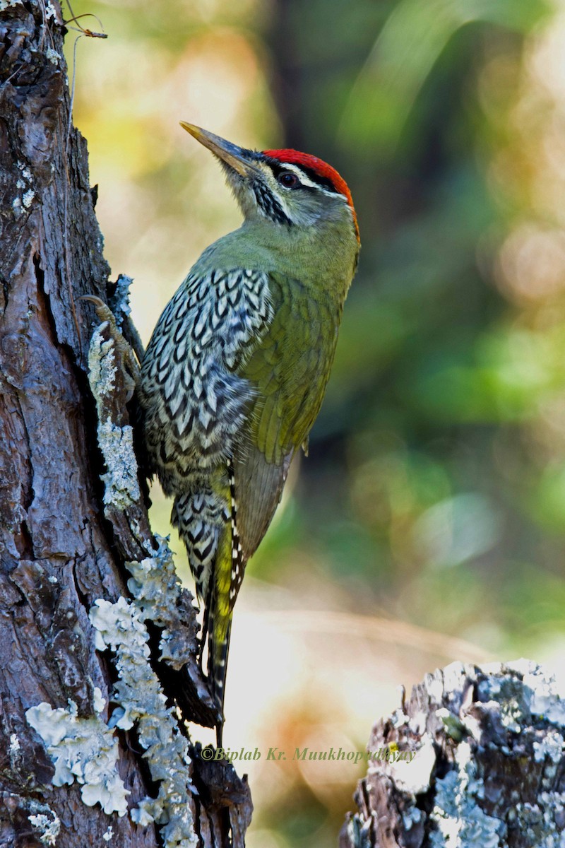 Scaly-bellied Woodpecker - Biplab kumar Mukhopadhyay