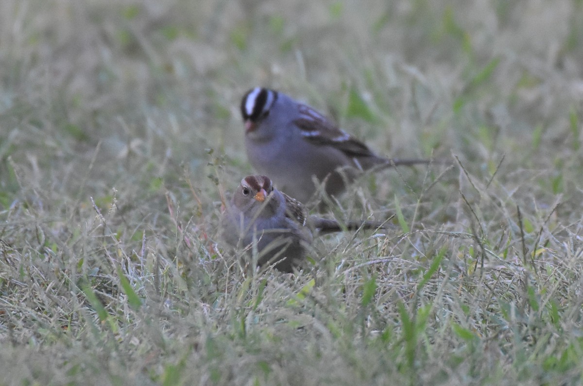 White-crowned Sparrow - Chris Rohrer
